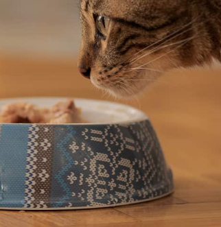 Cat sniffing bowl with tuna