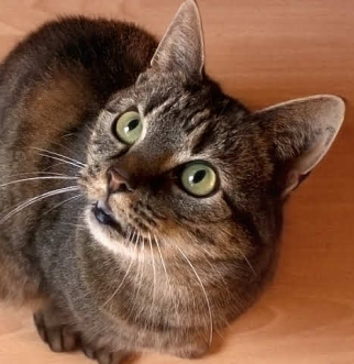 Gray cat with green eyes next to blue bowl