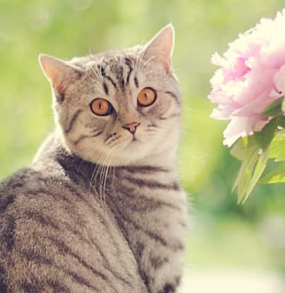 gray striped cat sitting near bouquet of flowers