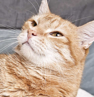 Orange and white cat with broken leg in blue cast