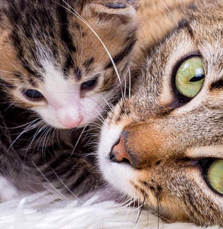 Tabby cat mom laying next to kitten