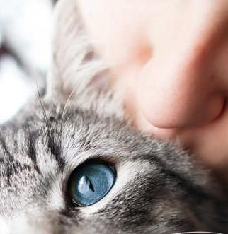 Woman kissing blue eyed cat