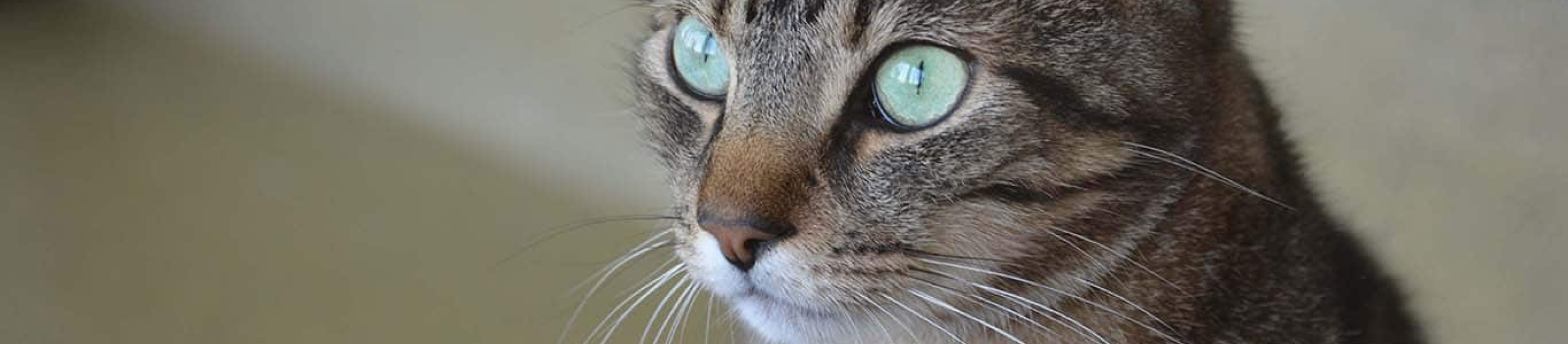 tabby cat staring