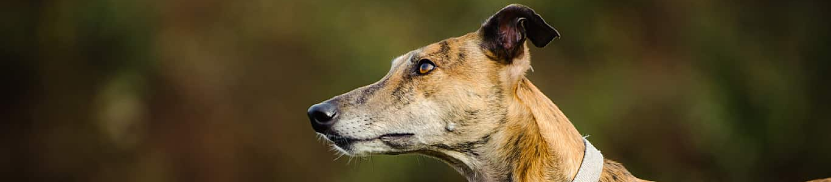 side portrait of brown greyhound