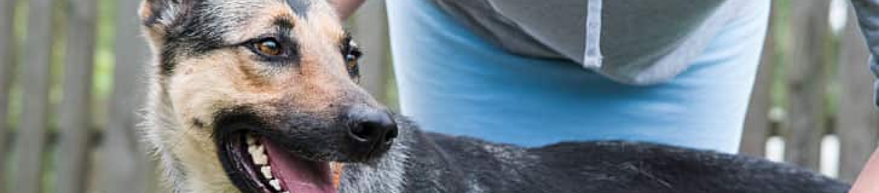 woman grooming german shepherd