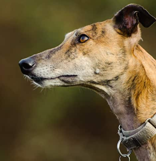 side portrait of brown greyhound