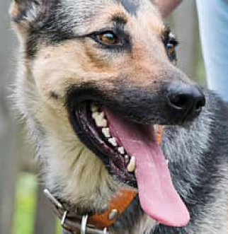 woman grooming german shepherd