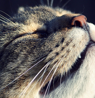 tabby cat looking ready to sneeze