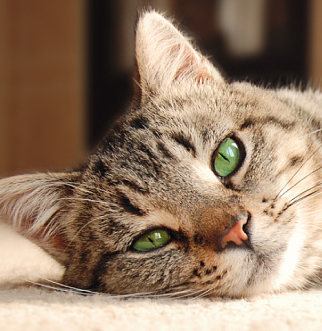 tabby cat lying on side
