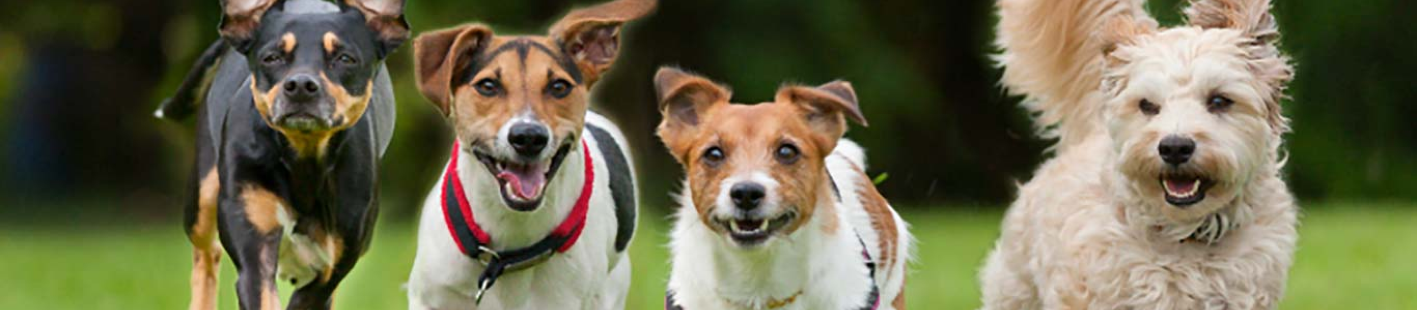 multiple dogs running on the grass