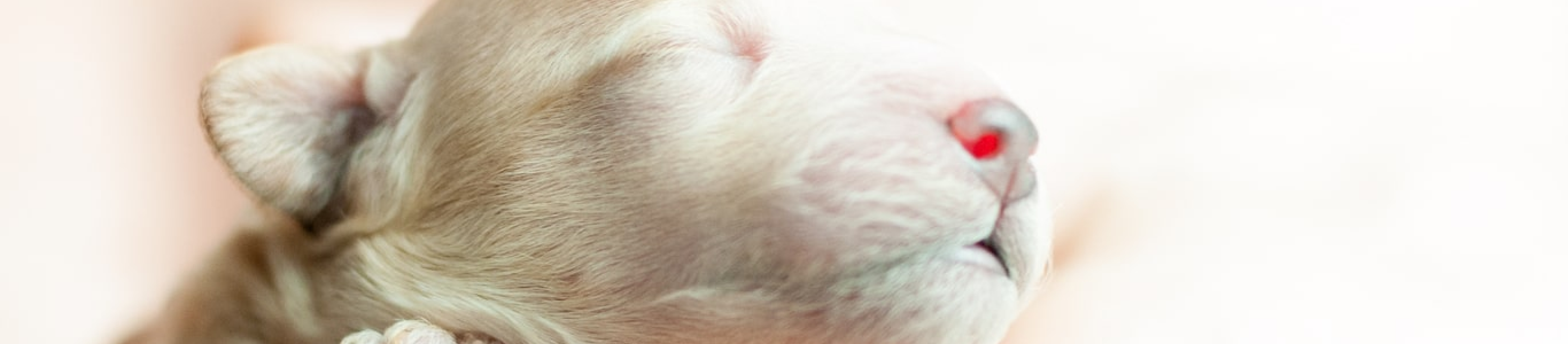 newborn puppy in human hand
