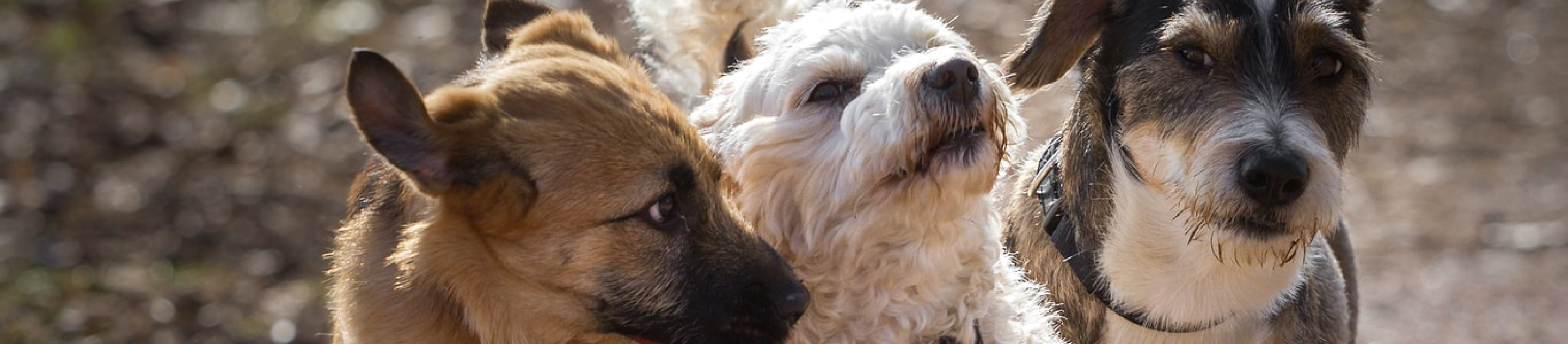 three dogs walking together outside