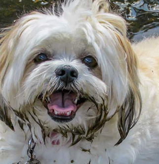 long haired dog laying in puddle