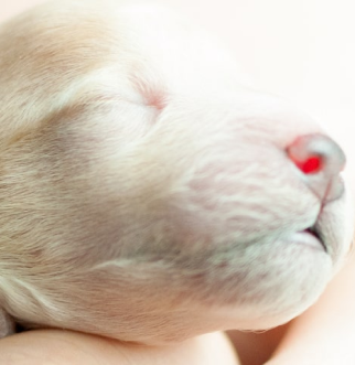 newborn puppy in human hand