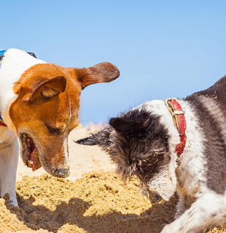 Two dogs digging in sand.