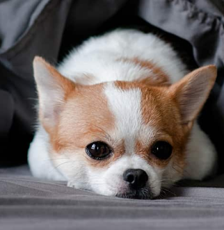 small Chihuahua under gray comforter
