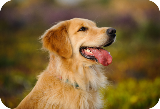 Medium Breed 25-55 lbs