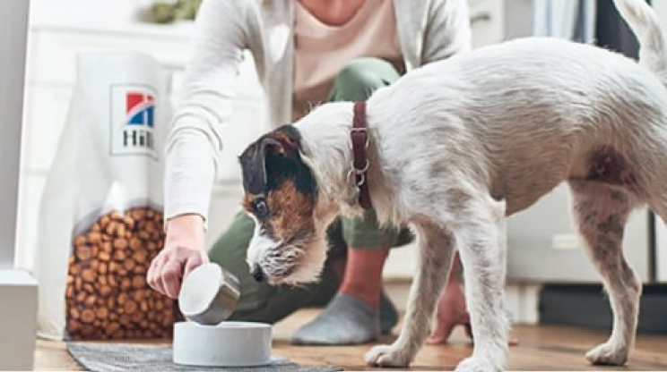 A dog eating Hill's Pet dog food