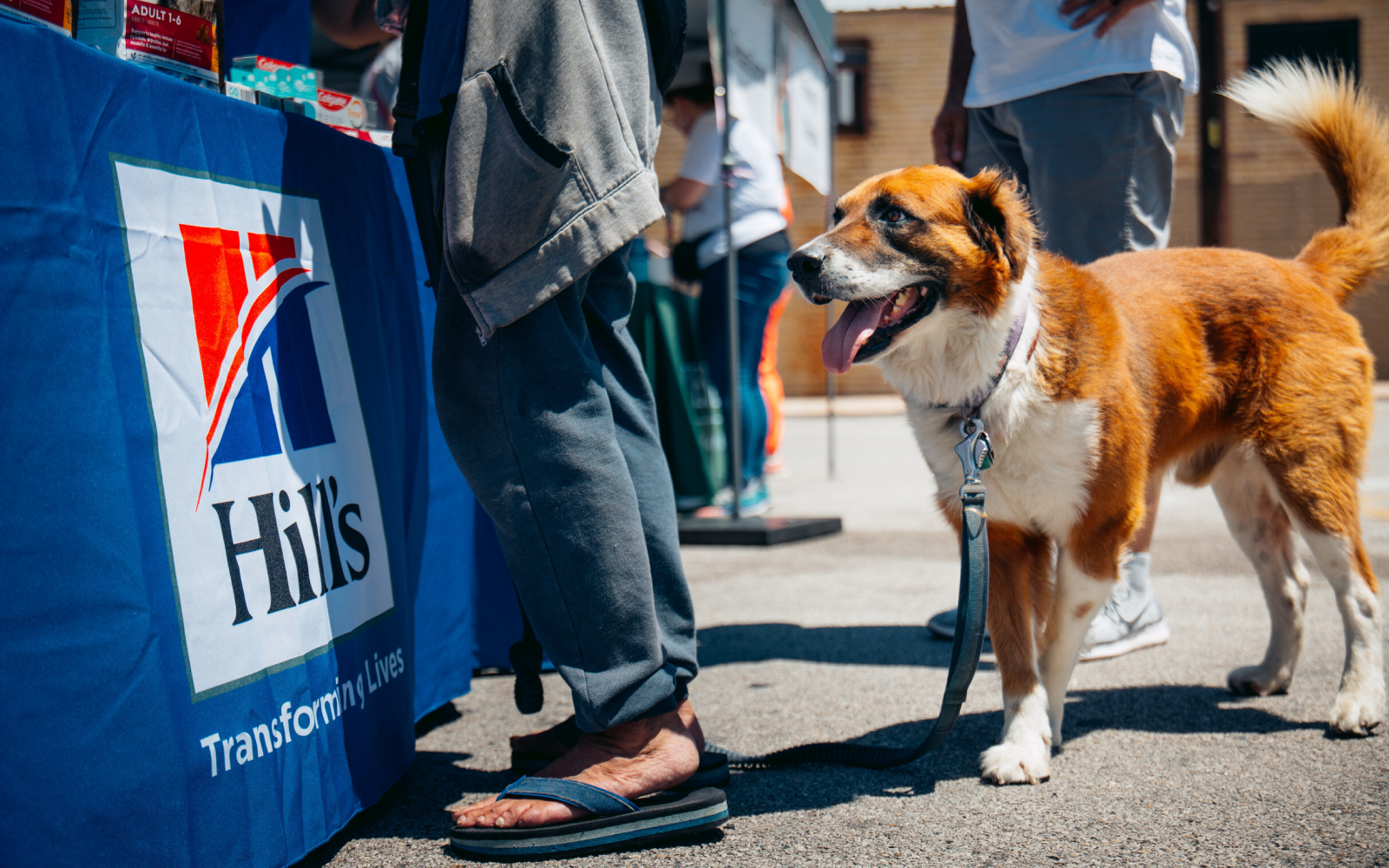 A dog at a Hill's Pet & Street Dog Coalition Event