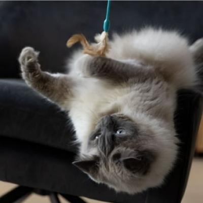 Cat playing with feather on sofa