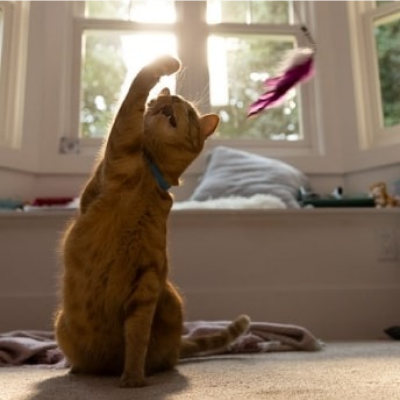 Cat playing with a feather