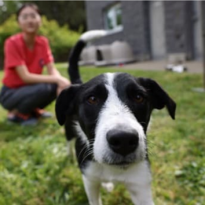Close up to a dog's face